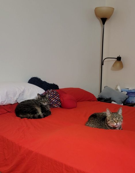 Alice And Missy On Our Bed.jpg